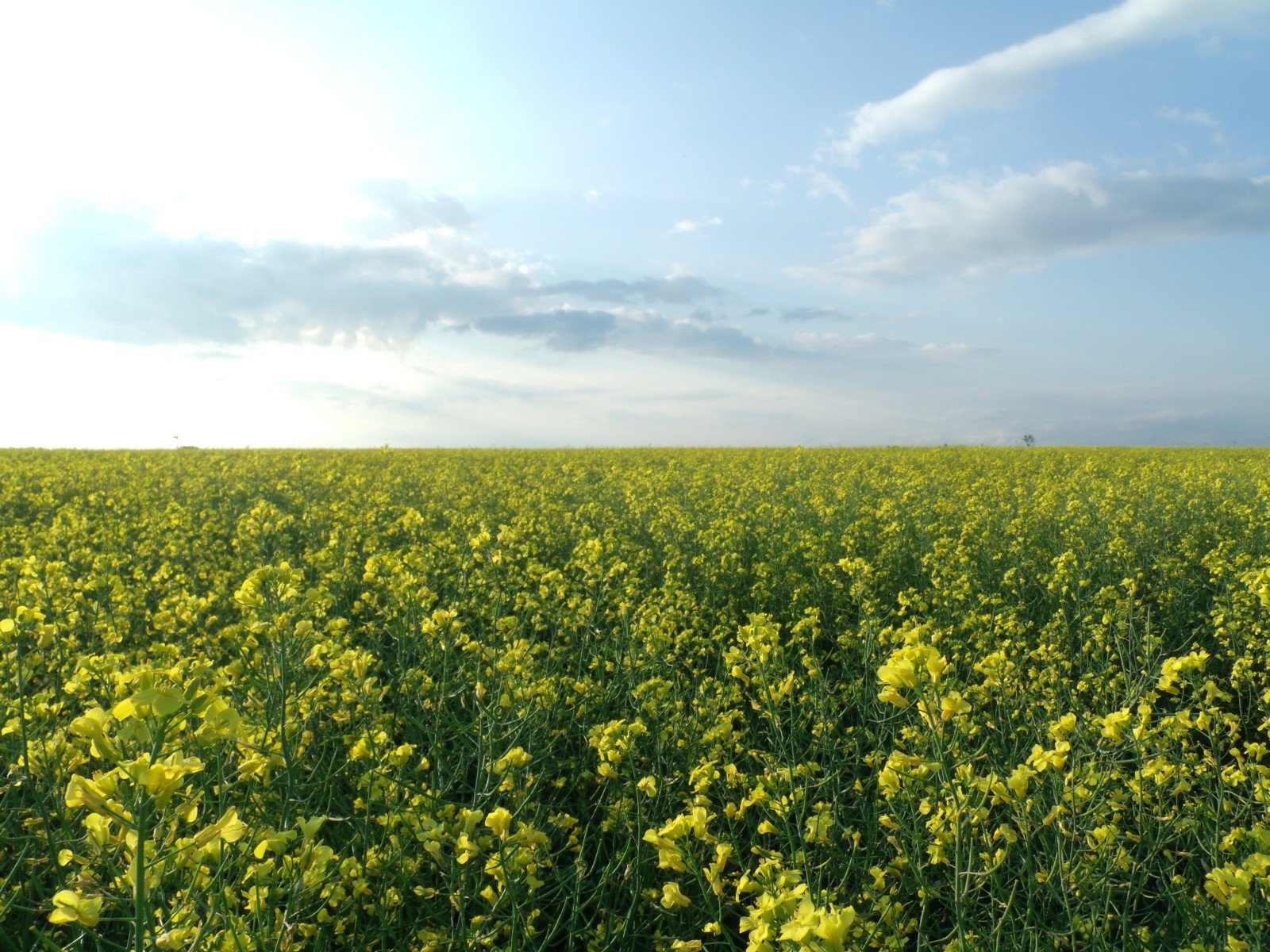 Canola field in Saskatchewan - SINP consultants in Hyderabad